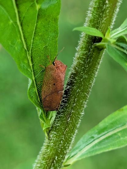 Das Tote Blatt, ein brauner Taghaft, sitzt mit zusammengelegten Flügeln an einem behaarten Pflanzenstängel. Das Makrofoto zeigt die feine Flügelstruktur und die filigranen Fühler vor einem weich verschwommenen grünen Hintergrund.