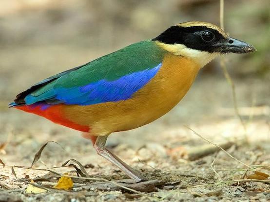 Picture of Blue-winged Pitta