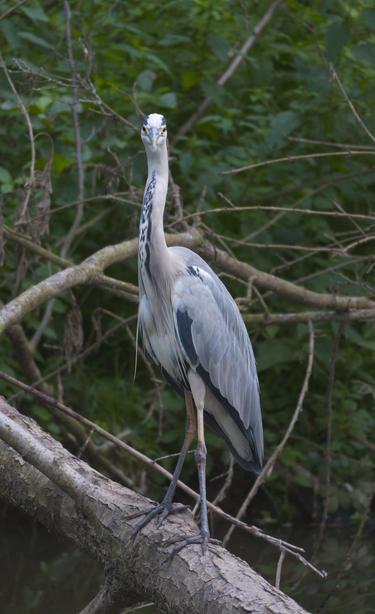 Un héron debout sur un tronc tombé dans l'eau. Le héron regarde droit dans l'objectif, il donne l'impression de fixer le spectateur. On remarque ses yeux jaunes, son plumage gris, et son cou blanc tacheté de noir.