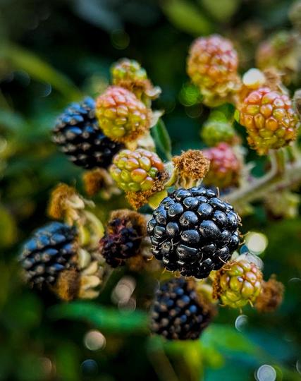 Reife und unreife Brombeeren in Nahaufnahme