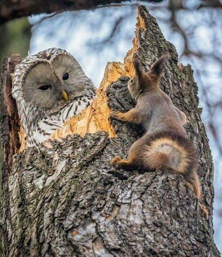 Ein Eichhörnchen und ein Eulenvogel begegnen und belauern sich auf einem Baumstamm, die Szene wirkt lustig.
Quelle: Pinterest ohne weitere Angaben