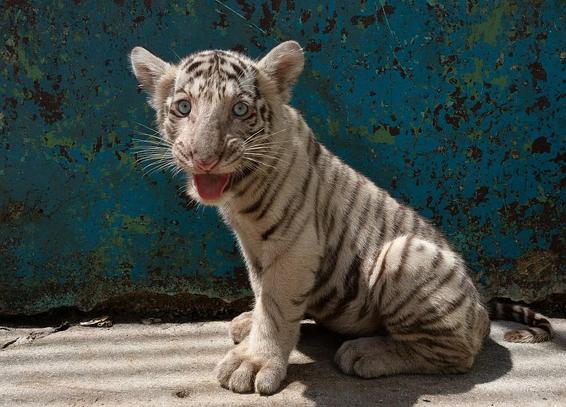 A rare white Bengal tiger cub with blue eyes.