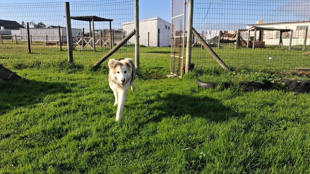 This is Rocket, a medium sized and very fluffy white, grey and tan dog runs towards the camera. He's in a grassy dog run, the various cow and donkey enclosures are visible behind him. He looks happy and it's a blue-sky day, in the early morning sun.