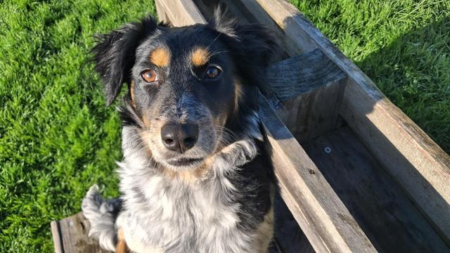 This is Opal, she's a small-medium very fluffy dog with a grey chest and black face, and very prominent tan eyebrows. She' s sitting on a wooden structure on the grass in the early morning sun, looking alert and relaxed.