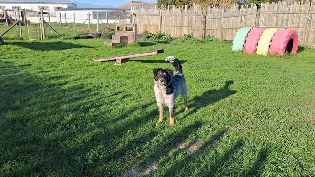 Opal, a medium fluffy dog, grey with black patches, stands in the early morning sun in dog run. A grassy space with home-made agility equipment made out of wood or painted tires.