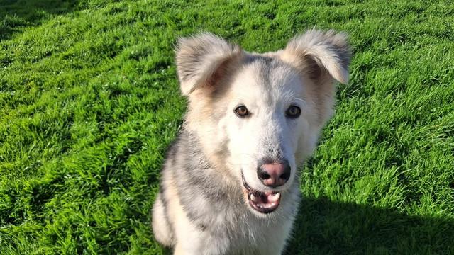 Rocket, a goofy-looking very fluffy grey dog with extra fluff on top of his fluff, he looks like a felted animal. He's looking at a treat in my hand as I'm taking the photo so he's very focused. He's sitting on grass.