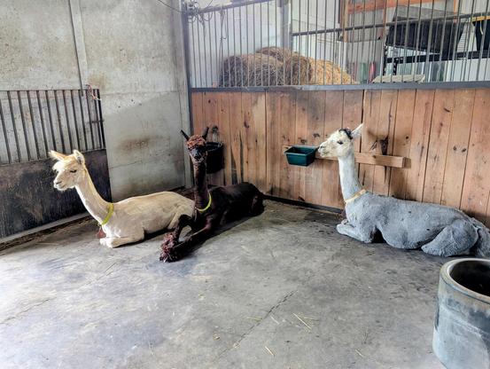 Three alpacas, kushed in their barn stall. The middle alpaca, instead of having his front feet tucked under, had his forelegs stretched out in front, his right west elevated slightly as to suggest a little daintiness.