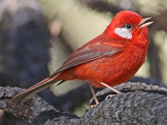 Picture of Red Warbler