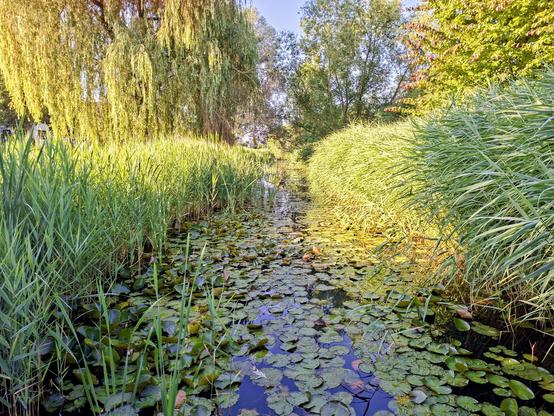 Op deze foto water met wat planten erin, en allerlei begroeiing aan de zijkanten en achterkant.