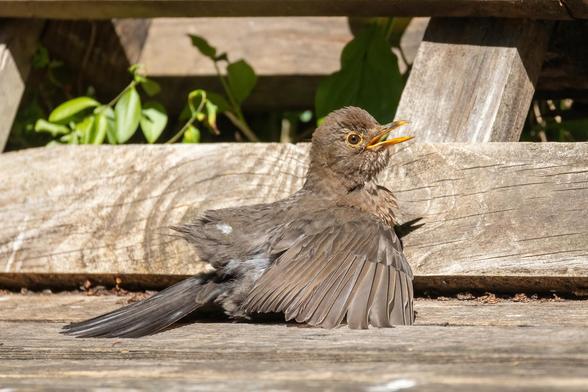 Eine juvenile Amsel auf einer Holzpalettenbank mit von sich gestreckten Flügeln.