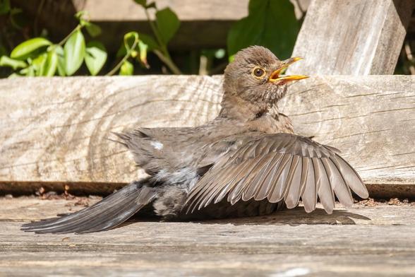 Eine juvenile Amsel auf einer Holzpalettenbank mit von sich gestreckten Flügeln.