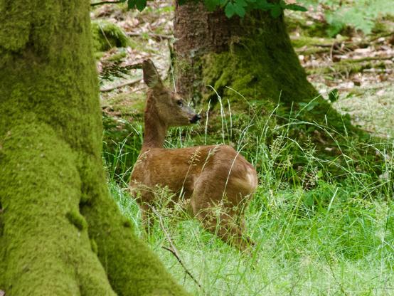 Reh im Wald