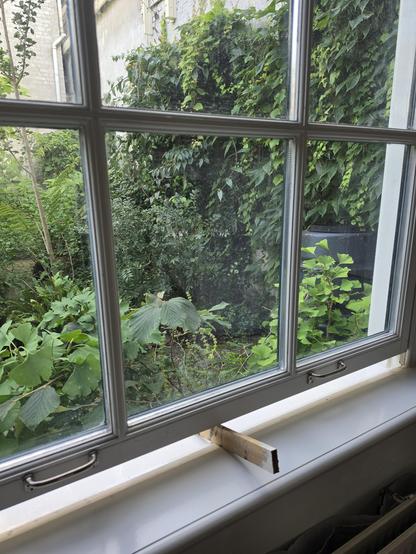 Close up of a sliding window held open by a piece of wood forgotten by the painter. Outside a small inner city garden with some ginkgo trees in pots.