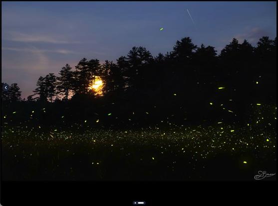 A meadow ringed by pine trees with the setting sun just peeping through the upper branches. In the shadow of the trees hundreds or thousands of fireflies are swarming, making tiny streaks of yellow light against the dark trees.