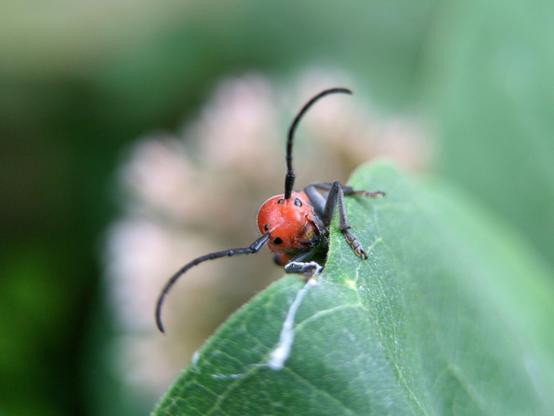 The round, smooth face of a bright red beetle peering over the edge of a common milkweed leaf (with the bloom out of focus behind it). The beetle has very long arching black antennae which divide each eye in two.