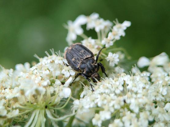 A black beetle with grooved elytra edged in cream, with two faint indistinct cream spots on its back. Its face is buried in the small white flowers of a Queen Anne's Lace blossom.