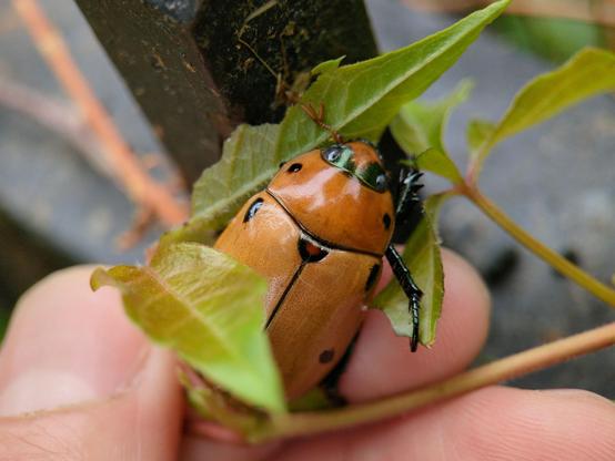 A large orange beetle with a few small black spots and a dark metallic green bandit mask, clinging to young Virginia creeper leaves on a wrought iron fence.