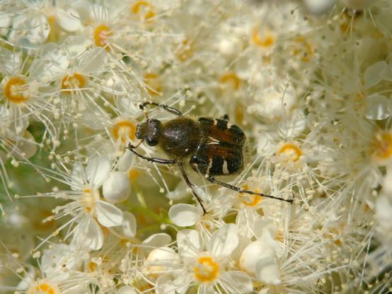 A fuzzy dark beetle with a round thorax and striking white markings and orange shading on its squarish elytra, sitting in a cluster of small white flowers with yellow centres.