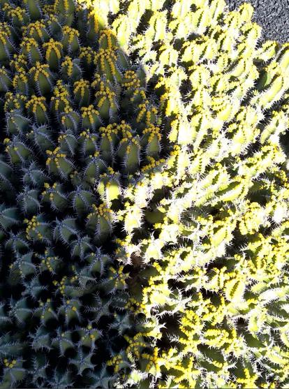 Close-up of a cactus with prominent yellow flowers and spiky green stems, displaying a vibrant texture and unique growth pattern.
Nahaufnahme eines Kaktus mit auffälligen gelben Blüten und stacheligen grünen Stielen, der eine lebendige Textur und ein einzigartiges Wachstumsmuster aufweist.
Eine Hälfte liegt im Schatten, die andere in der Sonne