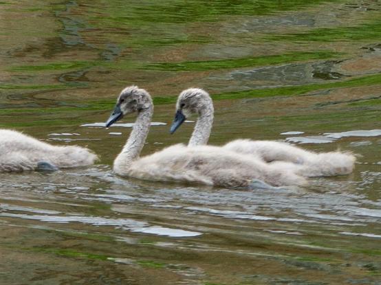 Schwanen Babies