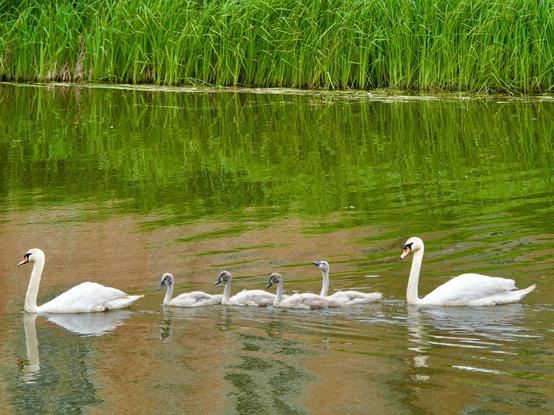 Vollständige Schwanen Familie