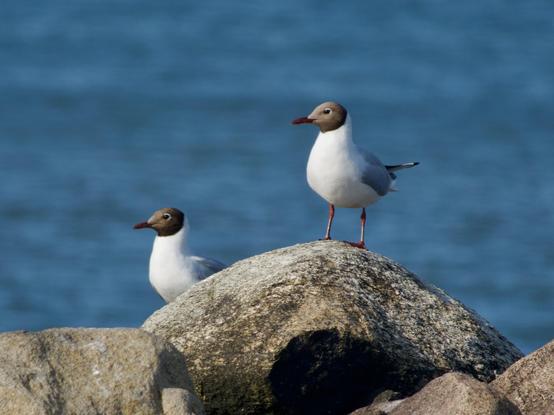 Zwei Vögel am Meer