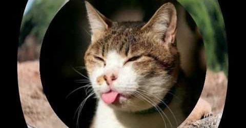 Image attached toot