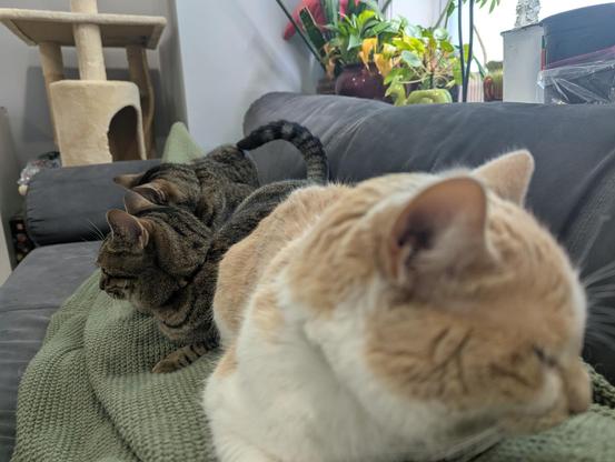 A photo of me laying on the couch with a very cozy green knit blanket on top of me. All 3 of our cats are laying on top of me in various loafing positions. From front to back, they are: Bob, Bug, and Patch