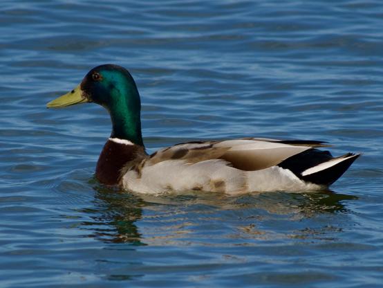 Duck