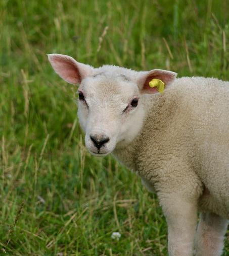Young Sheep