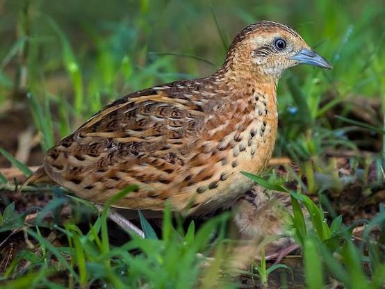 Picture of Small Buttonquail