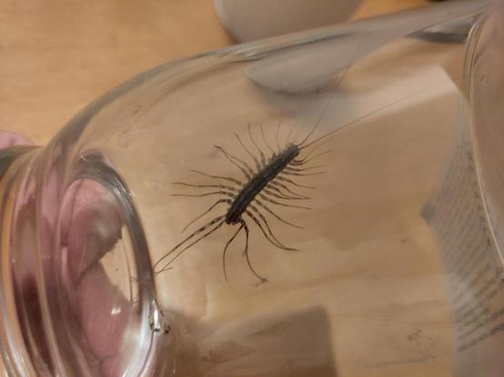 Spinnenläufer, eine Hundertfüßlerart, wird im Glas in den Garten umgesiedelt.