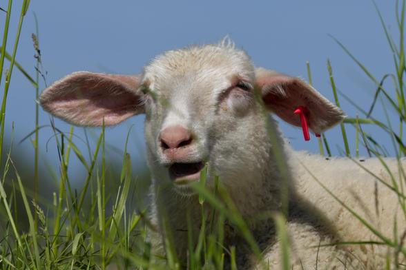 Nahaufnahme des Kopfes eines im Gras liegenden Schafs mit heller Wolle. Der Betrachter schaut von einem niedrigen Standpunkt zwischen Grashalmen hindurch auf das Tier. Dieses blinzelt und hat das Maul halb geöffnet. Blauer Himmel.