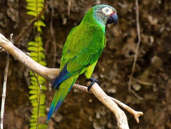 Picture of Dusky-headed Parakeet