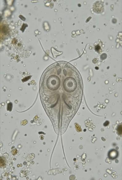 Image prise au microscope, centrée sur un être unicellulaire. Le contenu de cet être donne en paréidolie une visage avec de grands yeux ronds, un air un peu sévère et une longue et fine moustache