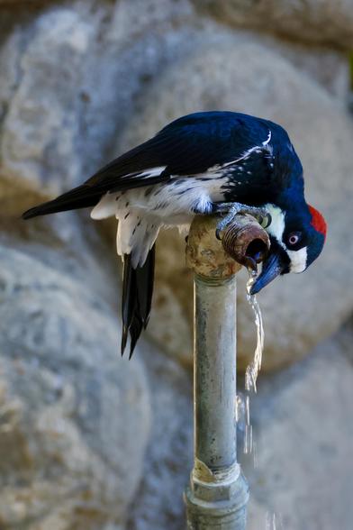 a clown-like bird sits atop a water tap, leaning down to place its beak in the stream.