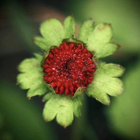 das bild zeigt eine makroaufnahme einer pflanze, die einer erdbeere ähnelt, aber eine scheinerdbeere (potentilla indica) ist.

im mittelpunkt steht eine kugelige, rote samenfrucht mit vielen kleinen, glänzenden erhebungen. die rote frucht ist von grünen, gezackten kelchblättern umgeben, die wie ein stern angeordnet sind. auf der roten oberfläche sind feine, haarähnliche strukturen und winzige dunkle pünktchen zu erkennen. der hintergrund ist stark verschwommen und in verschiedenen grüntönen gehalten, wodurch die frucht plastisch hervorsticht.

die perspektive von oben und die starke fokussierung verleihen der aufnahme eine detaillierte, naturkundliche anmutung.