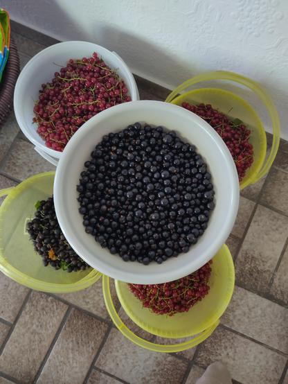 Five plastic buckets with berries. One bucket is about 5 liters.
