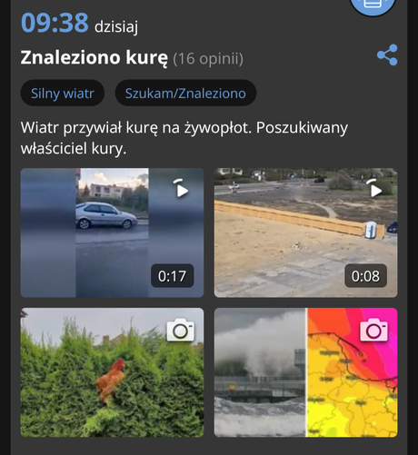 Info o kurze przywianej przez wiatr