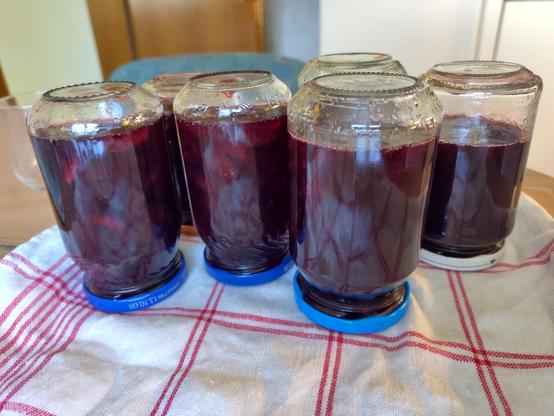 Small glass jars filled with jam, standing upside down on a tea towel to cool down and vacuum seal