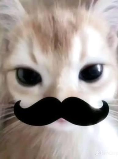 Image attached toot