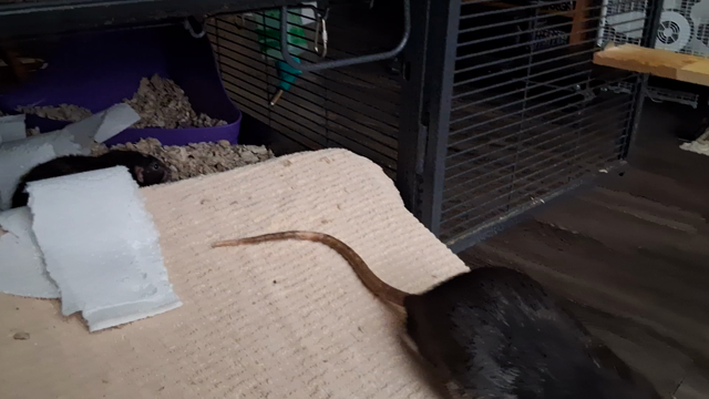 The ramp into the rat cage, with a rat sitting just inside the entrance. Another rat drags a piece of torn-up paper towel into the cage, but the first rat is in his way. "Come on, I'm working here!" There's a brief wrestling match, then the stashing rat proceeds on his way and the first rat moves out of the way.