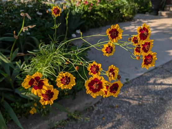Photograph of flowers with golden-yellow petals around a deep red centre.