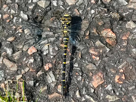 The dragonfly is at rest on a tarmac road, its wings outstretched. This dragonfly has a mostly black body with yellow rings along the body, and a "hairy" bit in front of the thorax.