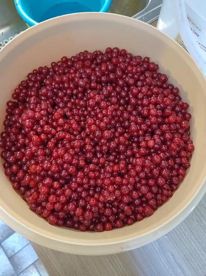 Huge bowl full of little red berries