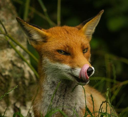 Photo of a red fox licking its lips