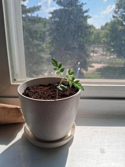 tiny pot with a little sprout of a bonsai tree.
