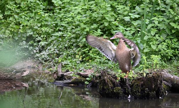 Une canne, debout, les ailes étirées sur le côté figées en plein mouvement. Avec la courbure des ailes, on devine qu'elle devait être en train de les agiter d'avant en arrière, comme si elle poussait l'air devant elle. La canne est sur la droite de l'image, tournée vers la gauche. En bas, de l'eau d'un étang, derrière la canne des feuillages verts.