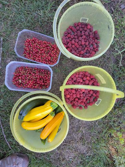 Two buckets, each with some raspberries in it. Another bucket with green and yellow zucchini, and two plastic fruit containers, each about half full with redcurrant berries.