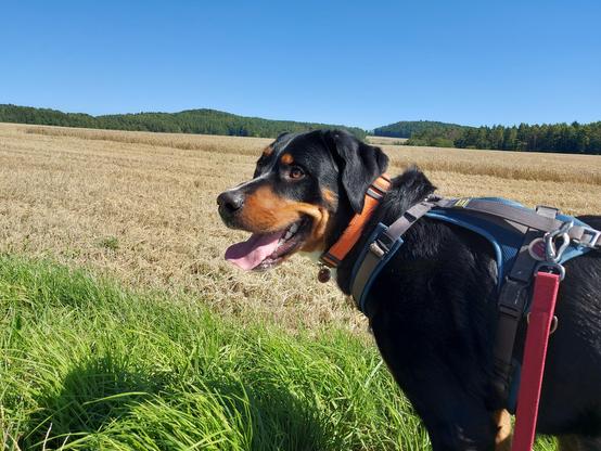 Schwarz-brauner Hundekopf mit leicht geöffneten Lefzen, der Vorderkörper ist teilweise zu sehen. Der große Hund trägt ein oranges Halsband, ein blaues Hunter-Geschirr mit roter Leine. Im Hintergrund ist ein abgeerntetes Getreidefeld zu sehen.